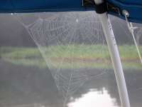 Spider Web