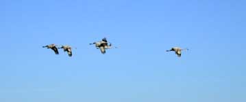 Sandhill Cranes Flying