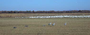 Sandhill Cranes
