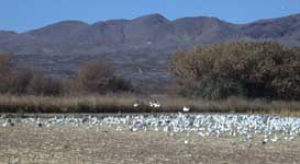 Sandhill Crane