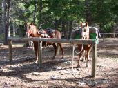 Poppie and Daiquiri at the Cabin