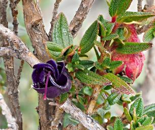 Huaraz Lazy Dog Inn Flower Xxx Purple Red
