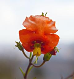 Huaraz Lazy Dog Inn Flower Xxx Yellow Red