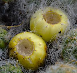 Huaraz QLlaca Cactus