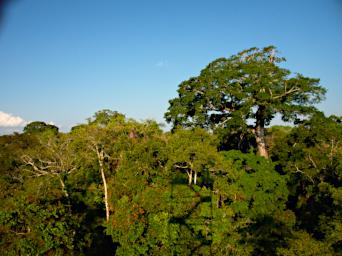 Tambopata P9301019