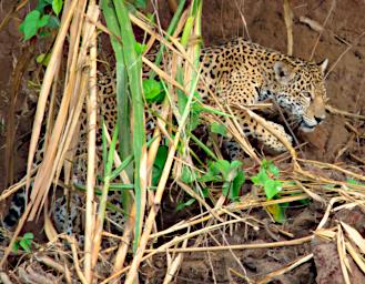 Tambopata Jaguar PA011047