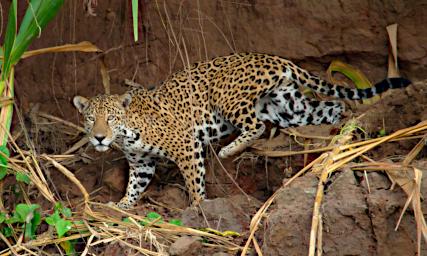 Tambopata Jaguar PA011053