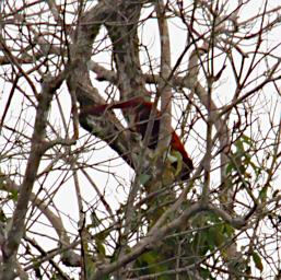 Tambopata Xxx Monkey PA011195