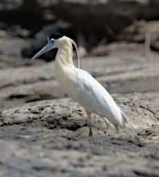 Capped Heron