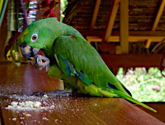 Pet Yellow Crowned Parrot