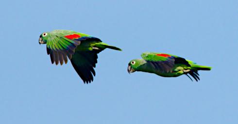 Mealy Parrot