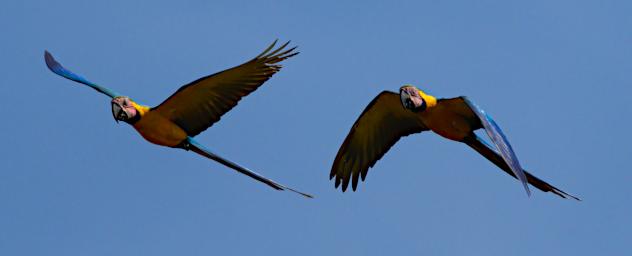 Blue Yellow Macaw
