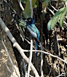 Blue Crowned Trogon