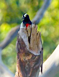 Yellow Tufted Woodpecker