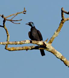 Bird Xxx Blue Throated Piping Guan