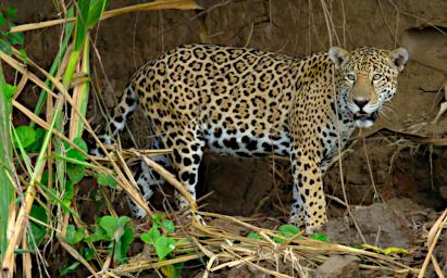 Tambopata Jaguar
