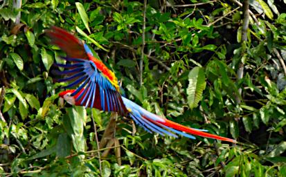 Scarlet Macaw
