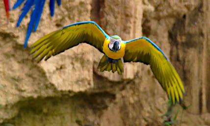 Blue Yellow Macaw