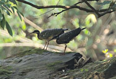 Sunbittern