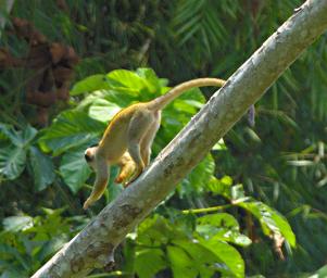 Tambopata Dusky Titi Monkey