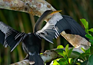 Tambopata LCocochoca Bird Anhinga