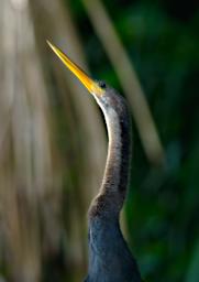 Tambopata LCocochoca Bird Anhinga