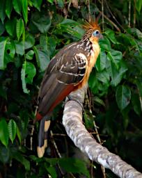 Tambopata LCocochoca Bird Hoatzin