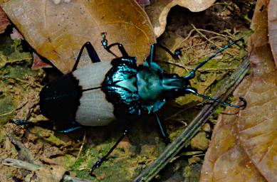 Tambopata LCocochoca Bug Turquoise Black White