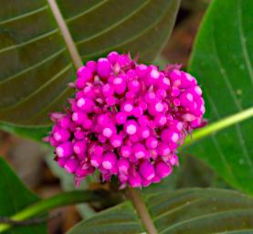 Tambopata LCocochoca Flower Xxx Pink