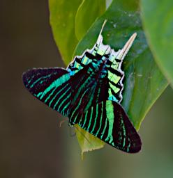 Tambopata LXxx Moth Green Banded Urania