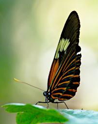 Tambopata LXxx Butterfly Xxx Orange White