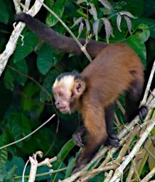 Tambopata LXxx Capuchin Monkey
