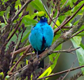 Tambopata Bird Paradise Tanager