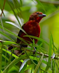 Tambopata Bird Silver Beaked Tanager F