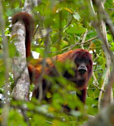 Tambopata Red Howler Monkey