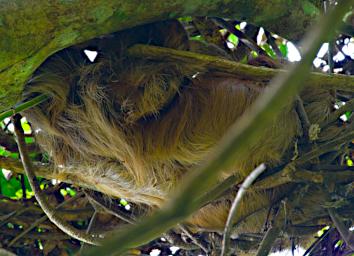 Tambopata Two Toed Sloth