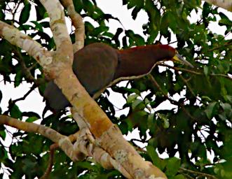 Tambopata Bird Rufescent Tiger Heron