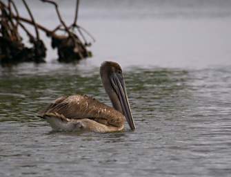 Bird Pelican