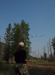 Geese