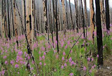 Fireweed