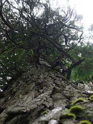 Ross Creek Cedars