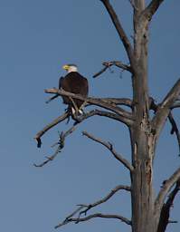 Bald Eagle