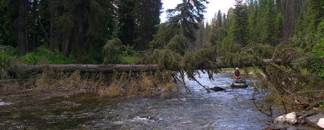 Youngs Cr Guiding Boat Under Tree