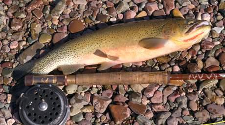 Gordon Cr Cutthroat