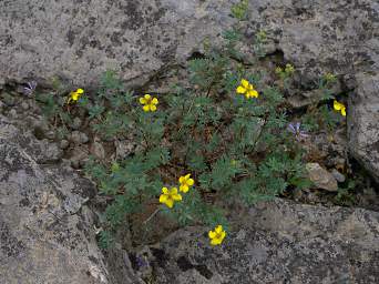 Flower Xxx Yellow