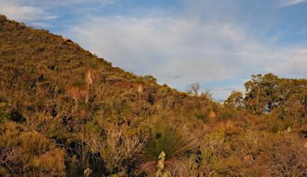 Lesueur NP 
