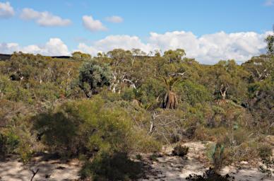 Nambung NP Pinnacles
