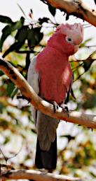Lesueur NP Bird Galah