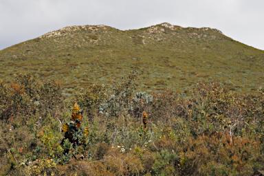 Fitzgerald NP 