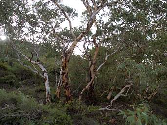 Trees